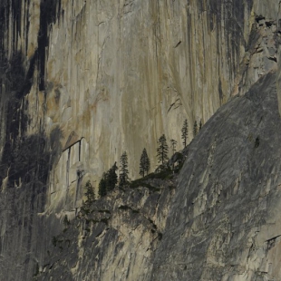 Half Dome and pines